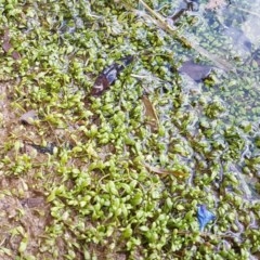 Glossostigma elatinoides at Coree, ACT - 28 Dec 2020