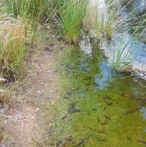 Glossostigma elatinoides at Coree, ACT - 28 Dec 2020