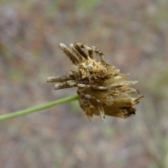 Araneidae (family) (Orb weaver) at Isaacs Ridge and Nearby - 26 Dec 2020 by Mike