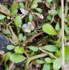 Glossostigma elatinoides (Small Mud-mat) at Sherwood Forest - 28 Dec 2020 by trevorpreston