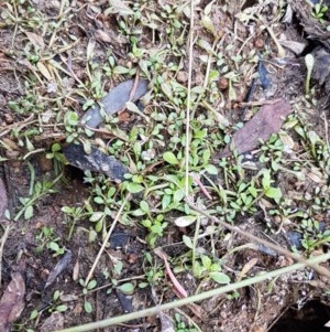 Glossostigma elatinoides at Uriarra Village, ACT - 28 Dec 2020 12:40 PM