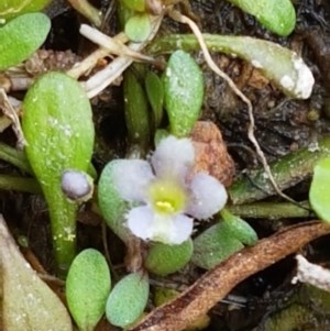 Glossostigma elatinoides at Uriarra Village, ACT - 28 Dec 2020 12:40 PM