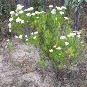 Cassinia longifolia at Coree, ACT - 28 Dec 2020