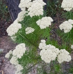 Cassinia longifolia at Coree, ACT - 28 Dec 2020