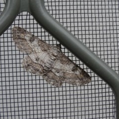Cleora displicata (A Cleora Bark Moth (Boarmiini) at Isaacs, ACT - 26 Dec 2020 by Mike
