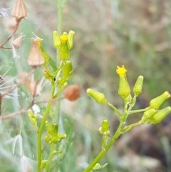 Senecio bathurstianus (Rough Fireweed) at Coree, ACT - 28 Dec 2020 by tpreston