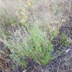 Senecio bathurstianus at Coree, ACT - 28 Dec 2020 12:47 PM