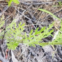 Senecio bathurstianus at Coree, ACT - 28 Dec 2020 12:47 PM