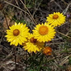 Xerochrysum viscosum (Sticky Everlasting) at Coree, ACT - 28 Dec 2020 by trevorpreston