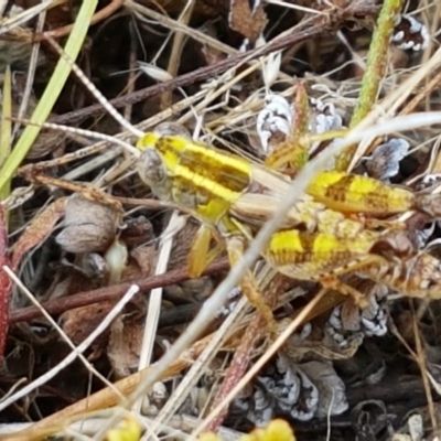 Brachyexarna lobipennis (Stripewinged meadow grasshopper) at Coree, ACT - 28 Dec 2020 by tpreston