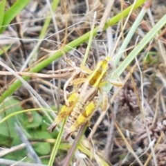 Brachyexarna lobipennis at Coree, ACT - 28 Dec 2020 12:54 PM