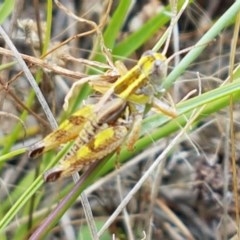 Brachyexarna lobipennis at Coree, ACT - 28 Dec 2020