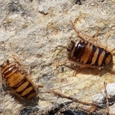 Robshelfordia simplex (Shelford's Western Cockroach) at Sherwood Forest - 28 Dec 2020 by tpreston