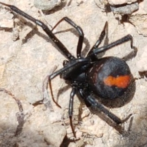 Latrodectus hasselti at Coree, ACT - 28 Dec 2020 12:58 PM