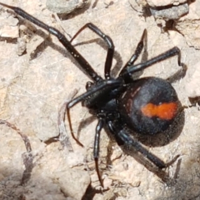 Latrodectus hasselti (Redback Spider) at Coree, ACT - 28 Dec 2020 by tpreston