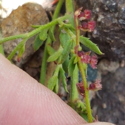 Gonocarpus tetragynus (Common Raspwort) at Coree, ACT - 28 Dec 2020 by trevorpreston