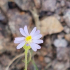 Vittadinia cuneata var. cuneata (Fuzzy New Holland Daisy) at Coree, ACT - 28 Dec 2020 by tpreston