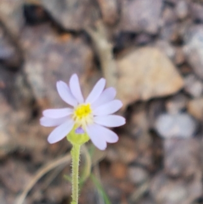 Vittadinia cuneata var. cuneata (Fuzzy New Holland Daisy) at Coree, ACT - 28 Dec 2020 by trevorpreston