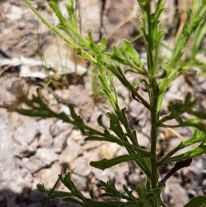 Vittadinia cuneata var. cuneata at Coree, ACT - 28 Dec 2020