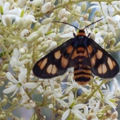 Amata (genus) (Handmaiden Moth) at Coree, ACT - 28 Dec 2020 by trevorpreston