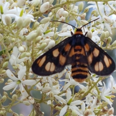 Amata (genus) (Handmaiden Moth) at Coree, ACT - 28 Dec 2020 by trevorpreston