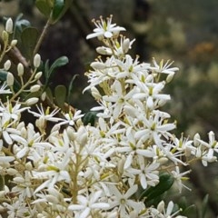 Bursaria spinosa subsp. lasiophylla (Australian Blackthorn) at Coree, ACT - 28 Dec 2020 by tpreston