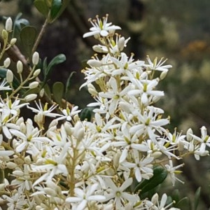 Bursaria spinosa subsp. lasiophylla at Coree, ACT - 28 Dec 2020