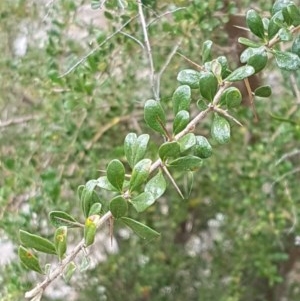 Bursaria spinosa subsp. lasiophylla at Coree, ACT - 28 Dec 2020