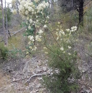 Bursaria spinosa subsp. lasiophylla at Coree, ACT - 28 Dec 2020 01:16 PM