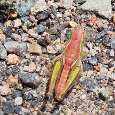 Praxibulus sp. (genus) (A grasshopper) at Coree, ACT - 28 Dec 2020 by trevorpreston