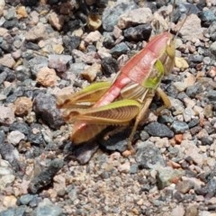 Praxibulus sp. (genus) at Coree, ACT - 28 Dec 2020