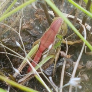 Praxibulus sp. (genus) at Coree, ACT - 28 Dec 2020