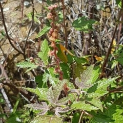 Adriana tomentosa var. tomentosa (Eastern Bitterbush) at Sherwood Forest - 28 Dec 2020 by tpreston