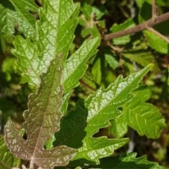 Adriana tomentosa var. tomentosa at Coree, ACT - 28 Dec 2020