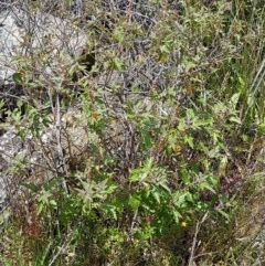 Adriana tomentosa var. tomentosa at Coree, ACT - 28 Dec 2020