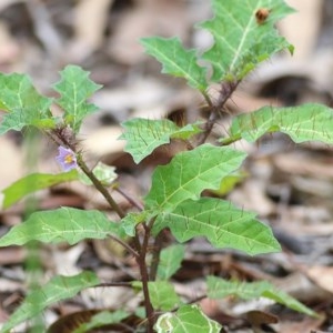 Solanum pungetium at Pambula Beach, NSW - 28 Dec 2020