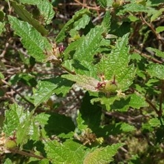 Adriana tomentosa var. tomentosa (Eastern Bitterbush) at Coree, ACT - 28 Dec 2020 by trevorpreston