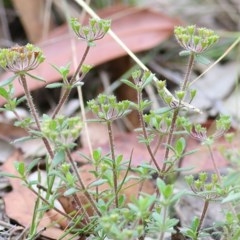 Pomax umbellata (A Pomax) at Ben Boyd National Park - 28 Dec 2020 by KylieWaldon