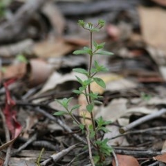 Pomax umbellata at Pambula Beach, NSW - 28 Dec 2020