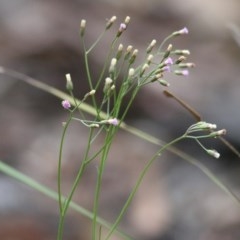 Cyanthillium cinereum (Purple Fleabane) at Pambula Beach, NSW - 28 Dec 2020 by KylieWaldon