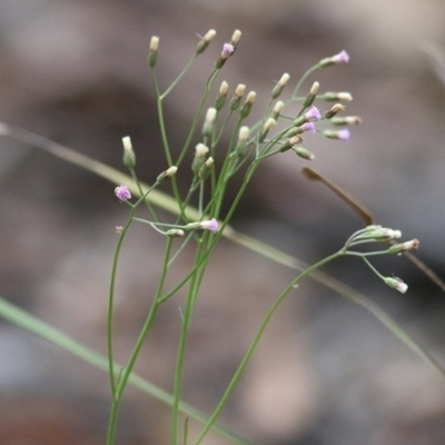 Cyanthillium cinereum (Purple Fleabane) at Pambula Beach, NSW - 27 Dec 2020 by Kyliegw