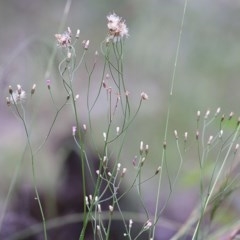 Cyanthillium cinereum at Pambula Beach, NSW - 28 Dec 2020