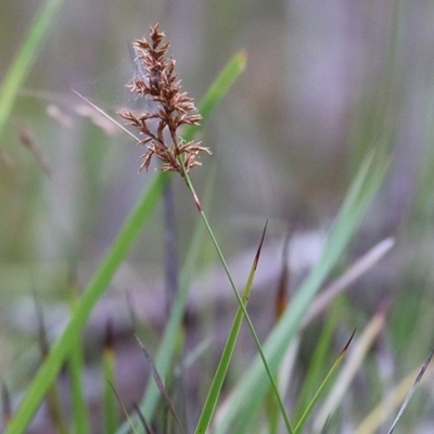 Lepidosperma (genus) (A Sword Sedge) at Pambula Beach, NSW - 28 Dec 2020 by KylieWaldon