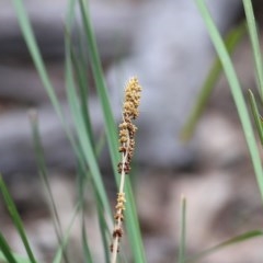 Lomandra longifolia (Spiny-headed Mat-rush, Honey Reed) at Pambula Beach, NSW - 28 Dec 2020 by KylieWaldon