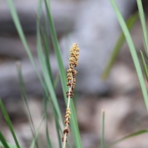 Lomandra longifolia at Pambula Beach, NSW - 28 Dec 2020 09:15 AM