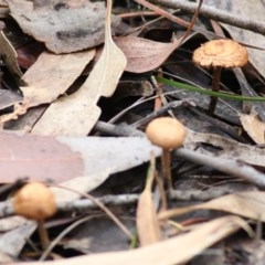 Unidentified Fungus, Moss, Liverwort, etc at Ben Boyd National Park - 27 Dec 2020 by Kyliegw