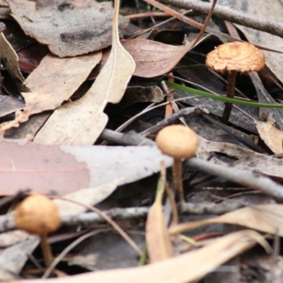 Unidentified Fungus at Pambula Beach, NSW - 28 Dec 2020 by KylieWaldon