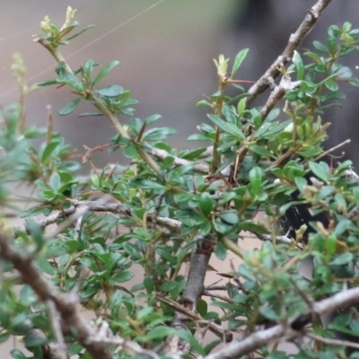 Bursaria spinosa subsp. lasiophylla (Australian Blackthorn) at Ben Boyd National Park - 27 Dec 2020 by Kyliegw