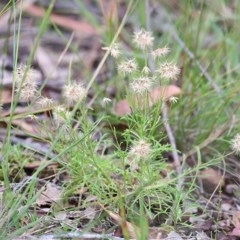 Vittadinia muelleri (Narrow-leafed New Holland Daisy) at Pambula Beach, NSW - 28 Dec 2020 by KylieWaldon