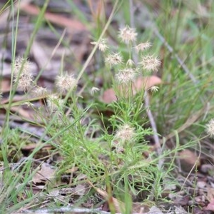 Vittadinia muelleri at Pambula Beach, NSW - 28 Dec 2020